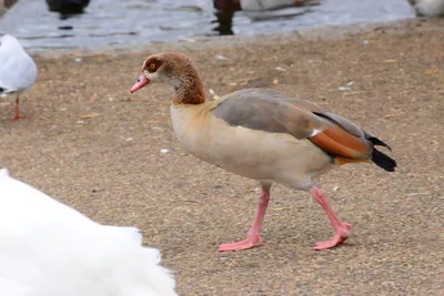 DSC_0688 (Large).JPG